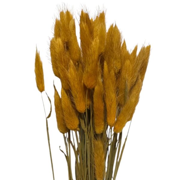 Dry ochre Lagurus