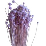 Dry pink Jacilda