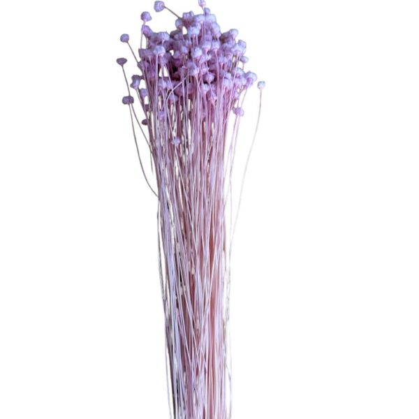 Dry pink Jacilda - Image 2