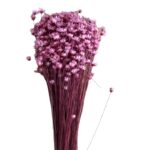 Dry pink Mini Glixia - Image 2