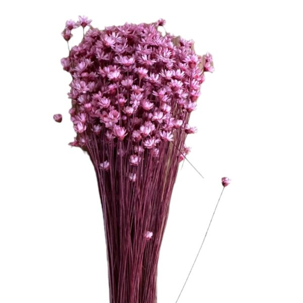 Dry pink Mini Glixia - Image 2