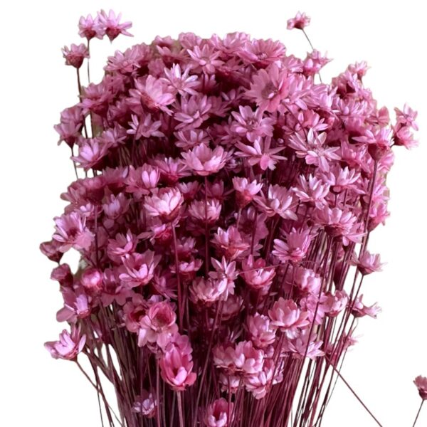 Dry pink Mini Glixia