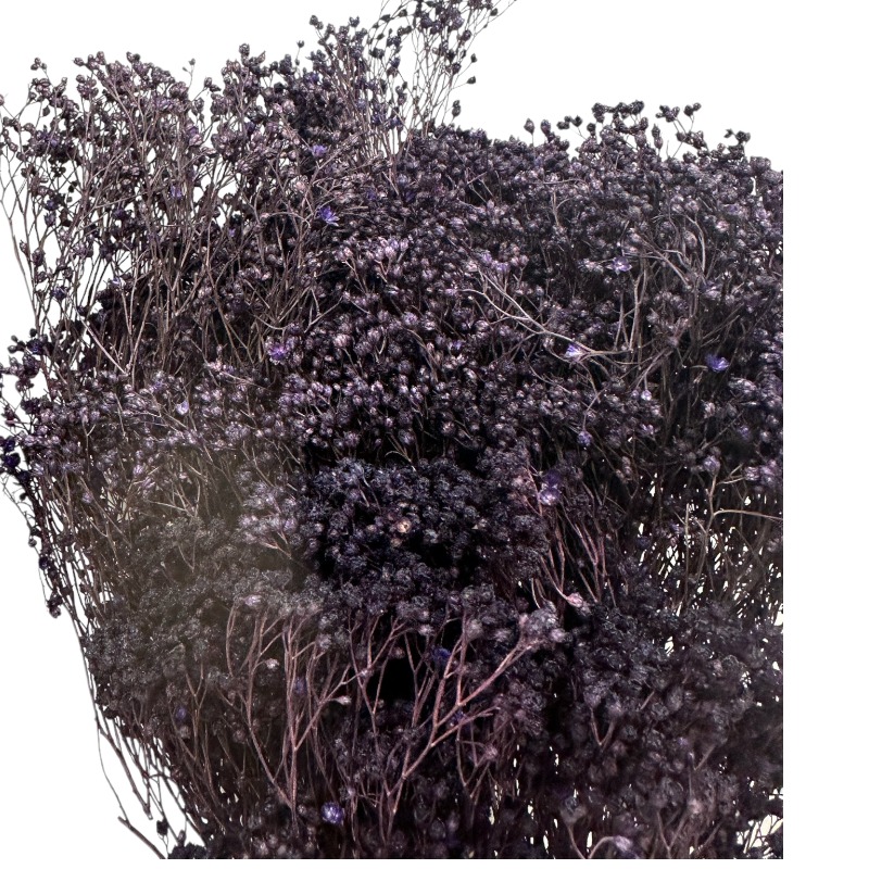 Dry purple broom - Preservedusa