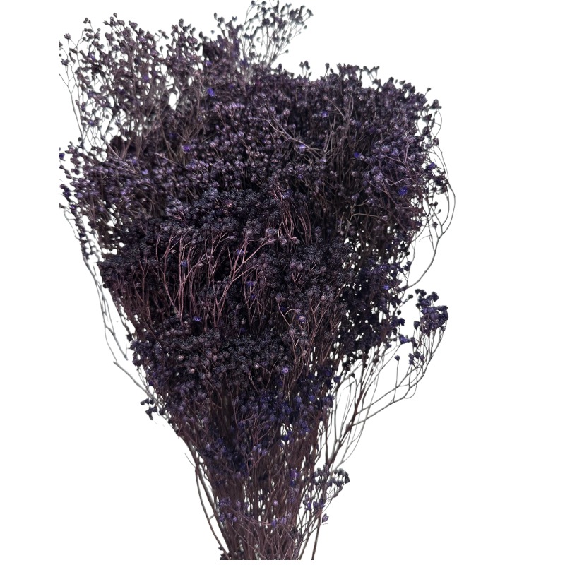 Dry purple broom - Preservedusa