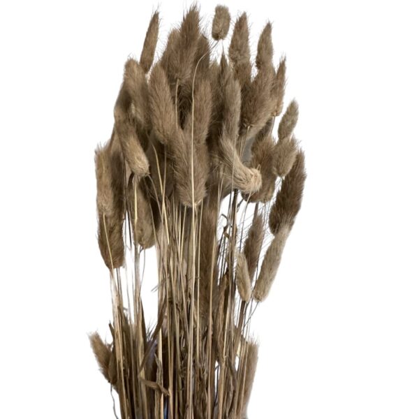 Dry terracota Lagurus - Image 2
