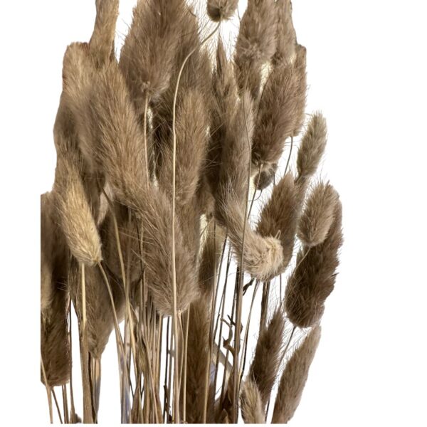 Dry terracota Lagurus