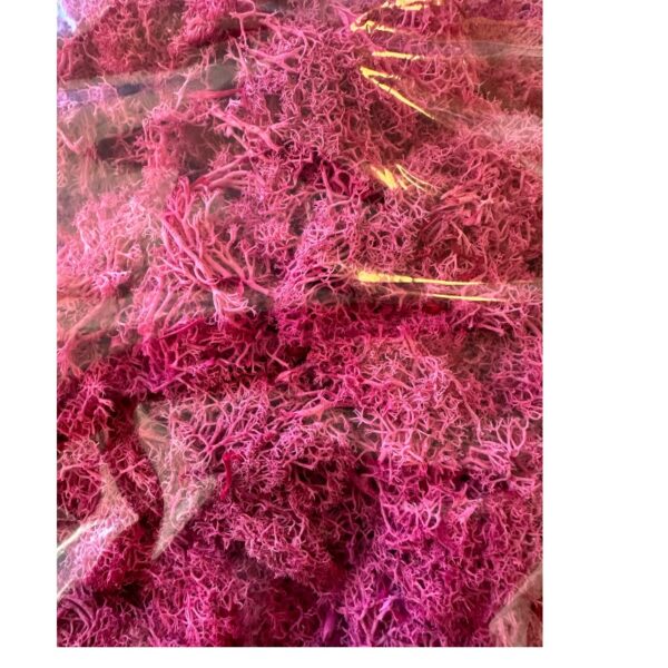 Preserved bag Finlandes moss fuchsia