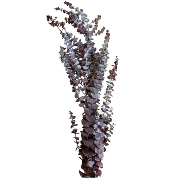 Preserved wine color baby blue eucalyptus - Image 2