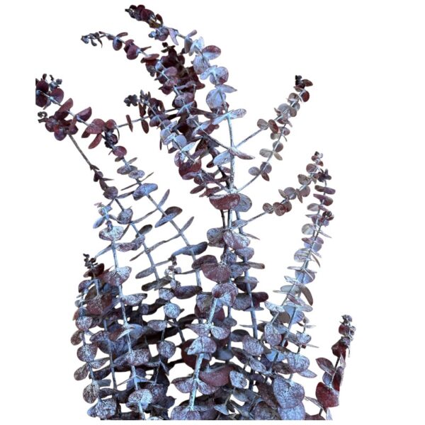 Preserved wine color baby blue eucalyptus