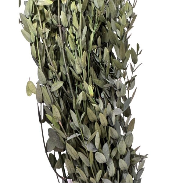 Preserved green eucalyptus parvifolia
