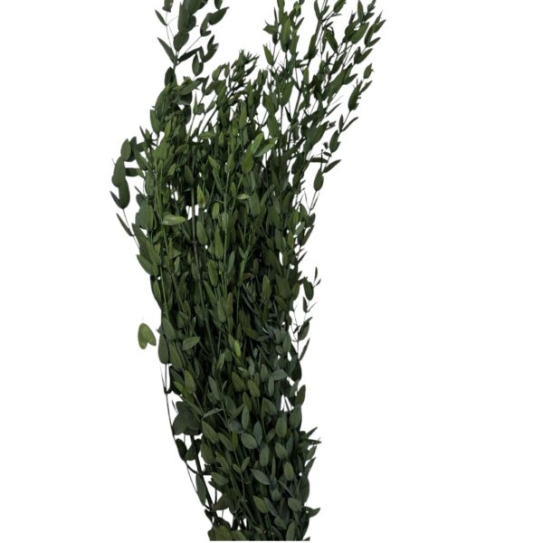 Preserved green eucalyptus parvifolia - Image 2