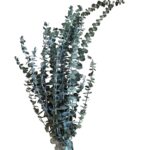 Preserved green Baby blue eucalyptus - Image 2