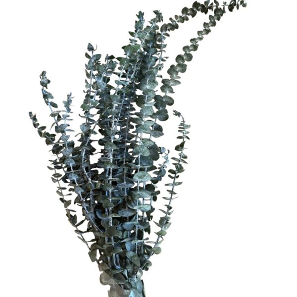 Preserved green Baby blue eucalyptus - Image 2