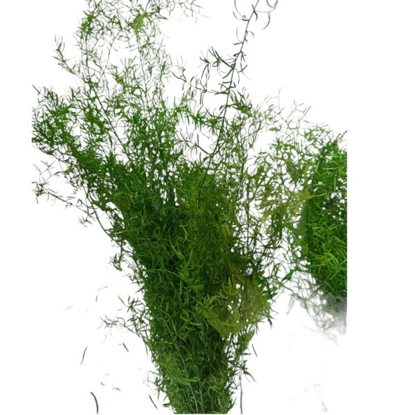Preserved green sprengeri - Image 2