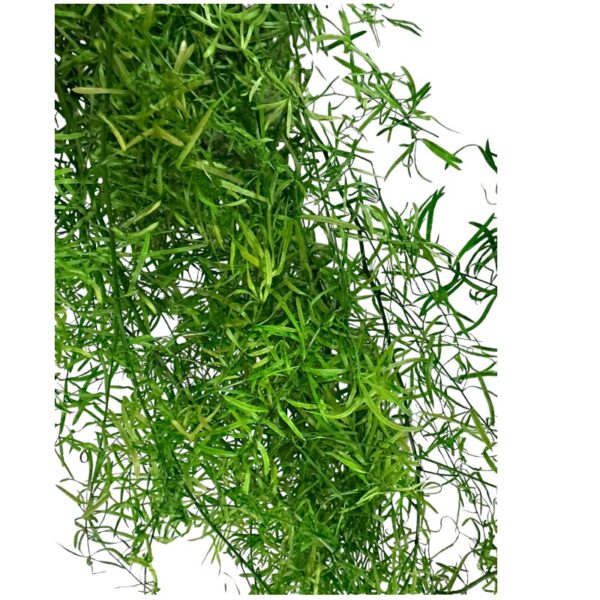 Preserved green sprengeri