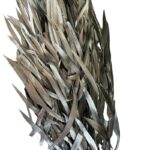 Preserved silver eucalyptus nichollii