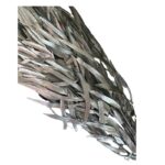 Preserved silver eucalyptus nichollii - Image 2