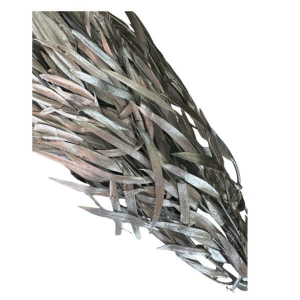 Preserved silver eucalyptus nichollii - Image 2
