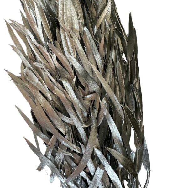 Preserved silver eucalyptus nichollii
