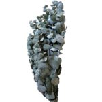 Preserved blue cinerea eucalyptus - Image 2