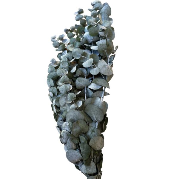 Preserved blue cinerea eucalyptus - Image 2