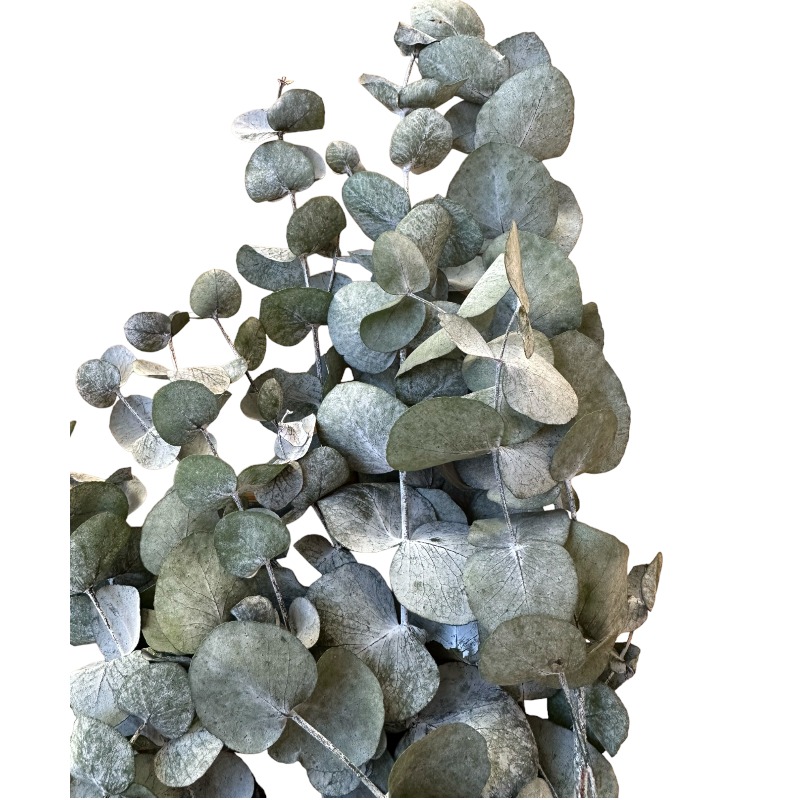 Preserved blue cinerea eucalyptus