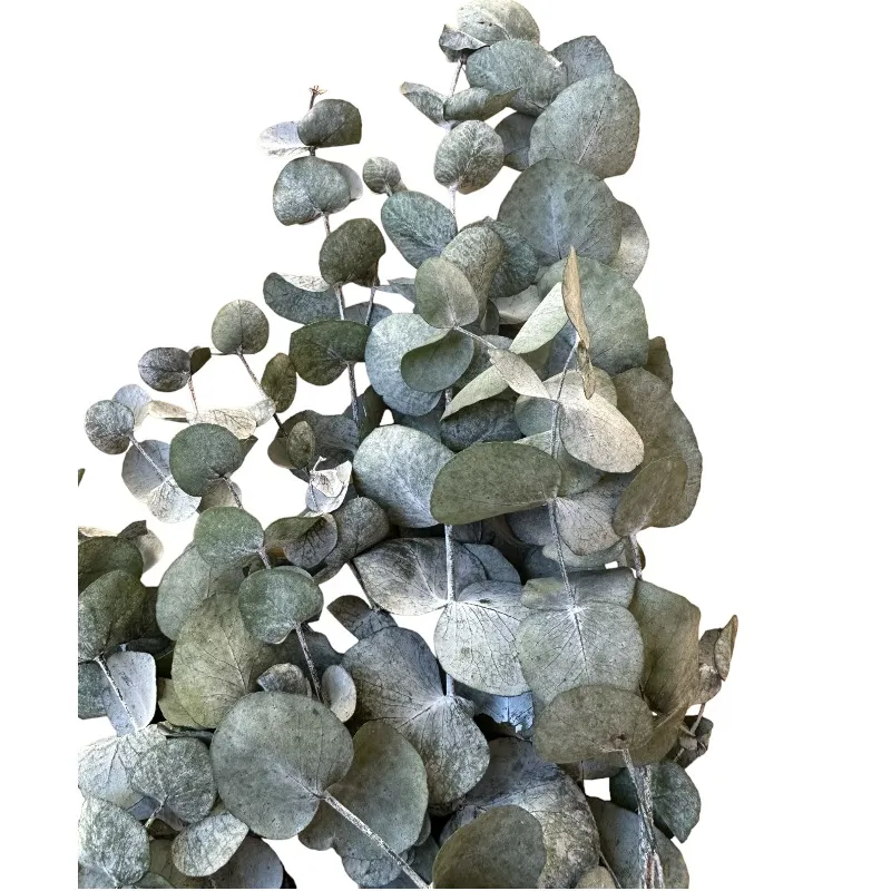 Preserved blue cinerea eucalyptus