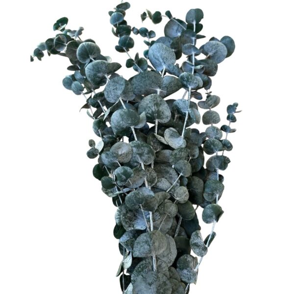 Preserved green cinerea eucalyptus - Image 2