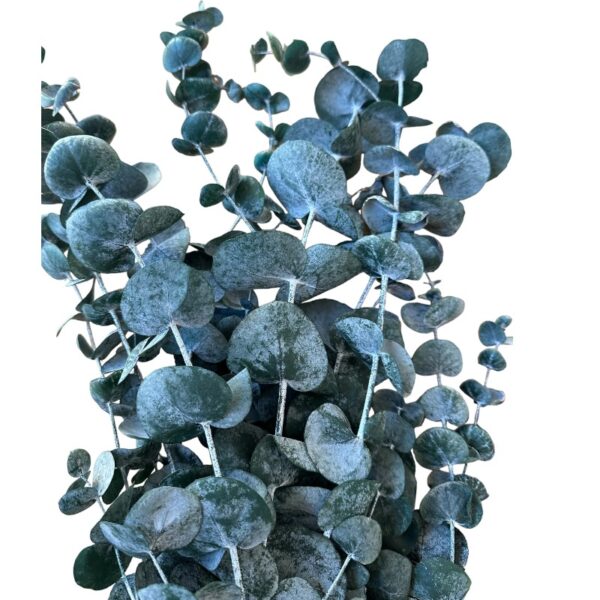 Preserved green cinerea eucalyptus
