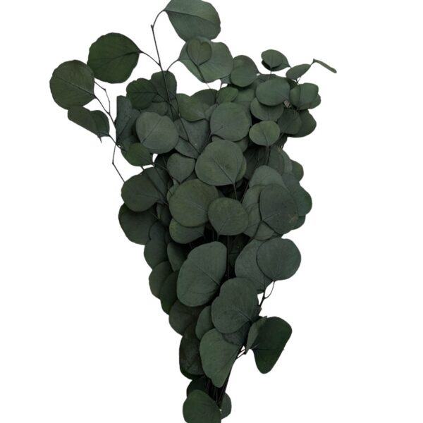 Preserved green eucalyptus populus - Image 2