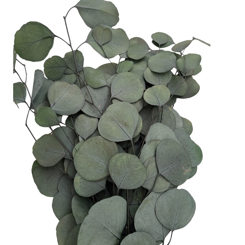 Preserved green eucalyptus populus