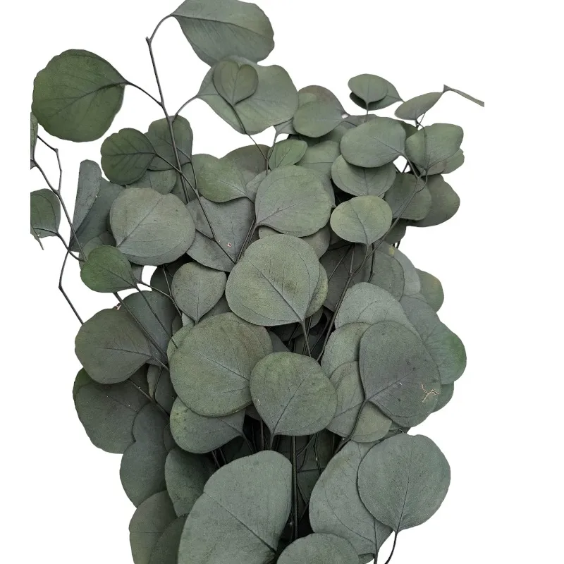 Preserved green eucalyptus populus