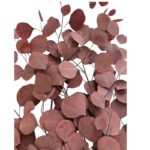 Preservado wine color eucalyptus populus