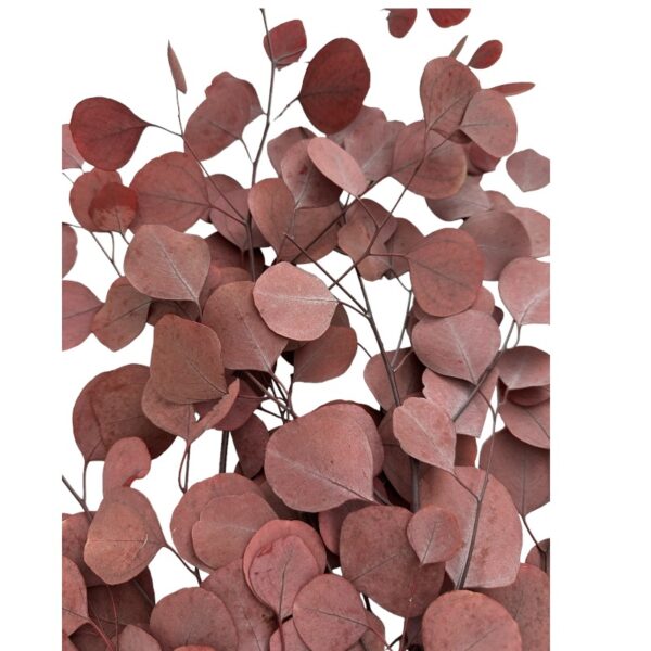 Preservado wine color eucalyptus populus
