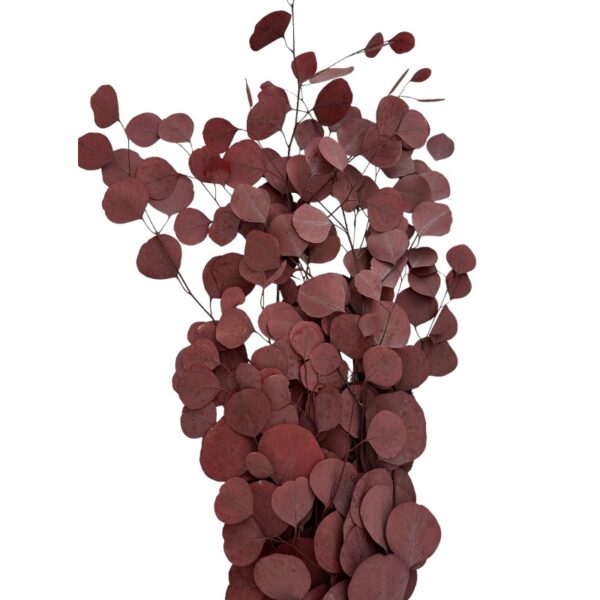 Preservado wine color eucalyptus populus - Image 2