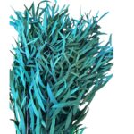 Preserved green eucalyptus nichollii