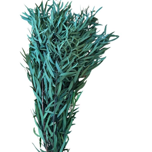 Preserved green eucalyptus nichollii - Image 2