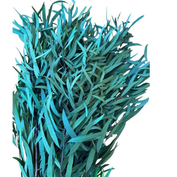 Preserved green eucalyptus nichollii