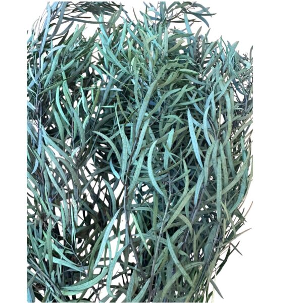 Preserved green eucalyptus nichollii small leaves