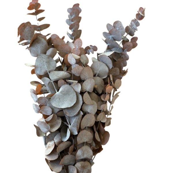 Preserved vintage cinerea eucalyptus - Image 2