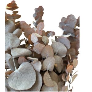 Preserved vintage cinerea eucalyptus