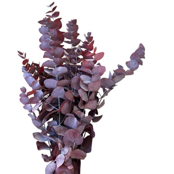 Preserved wine cinerea eucalyptus - Image 2
