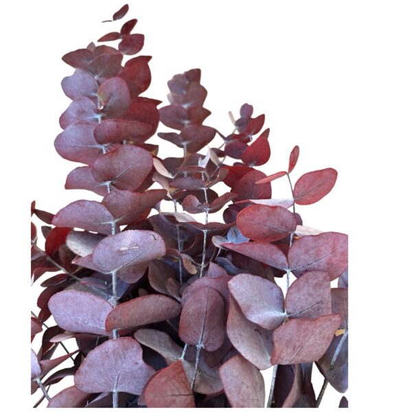 Preserved wine cinerea eucalyptus