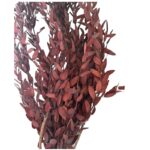 Preserved wine color eucalyptus parvifolia