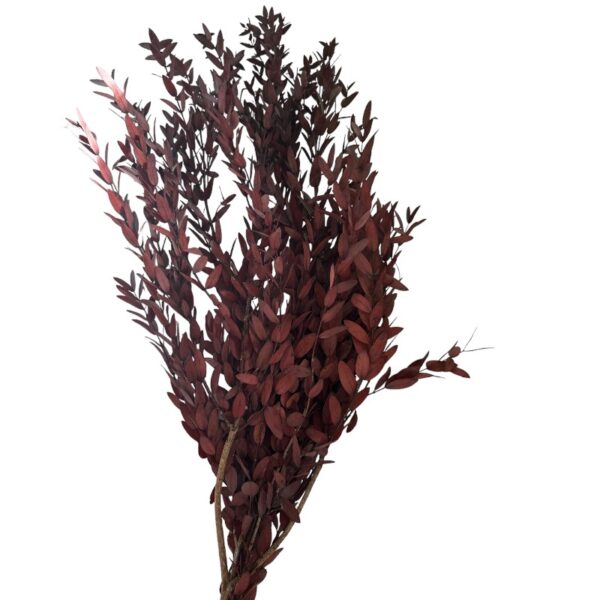 Preserved wine color eucalyptus parvifolia - Image 2