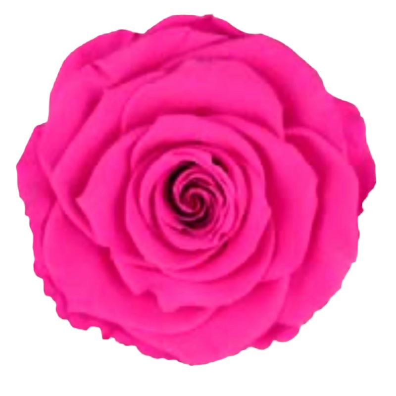 Preserved roses fuchsia Roseamor