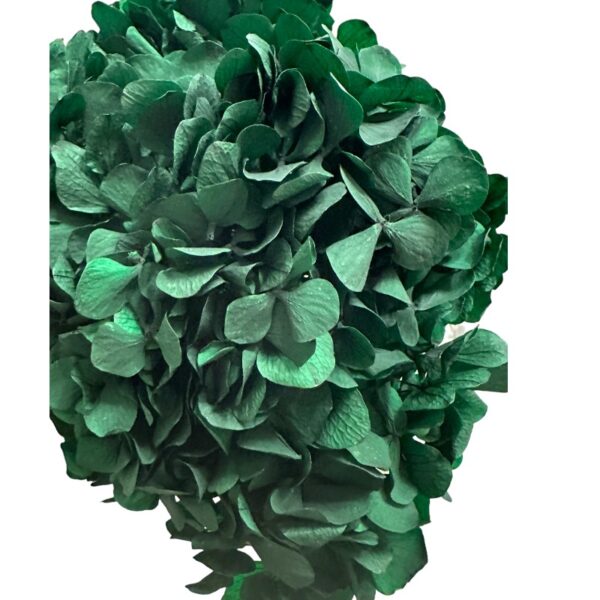 Preserved Hydrangea green 02 - Image 2