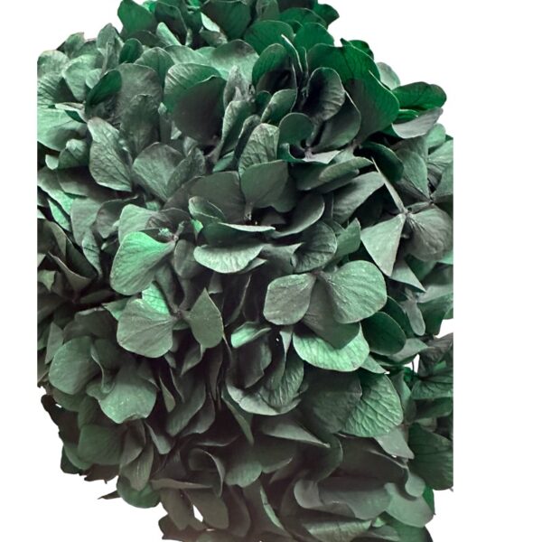 Preserved Hydrangea green 02