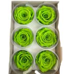 Preserved roses green - Image 2