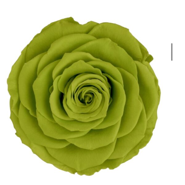 Preserved roses green Roseamor